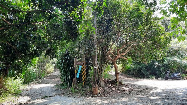 《南投》峰峰相連｜草屯九九峰森林步道O型202509062879234