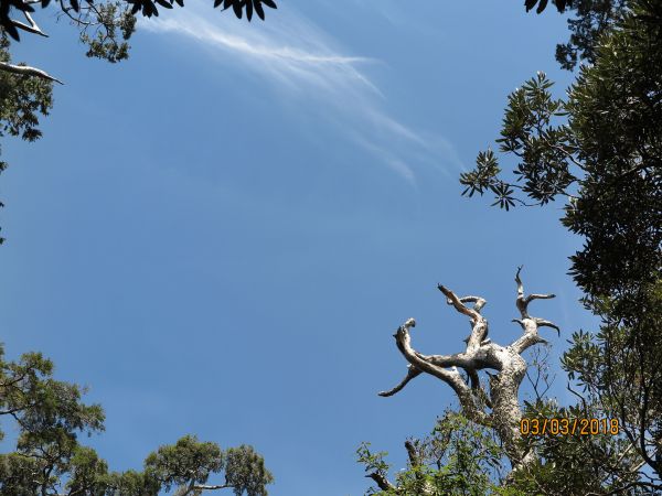 20180303 塔曼山294701