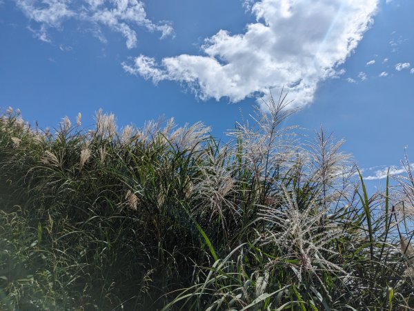 秋天賞芒行@大屯山連峰步道2318209