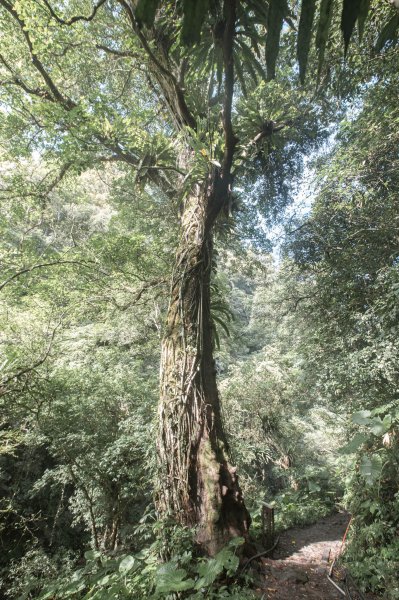 馬胎古道 （馬胎一期、南坪古道、內灣老街）3073781