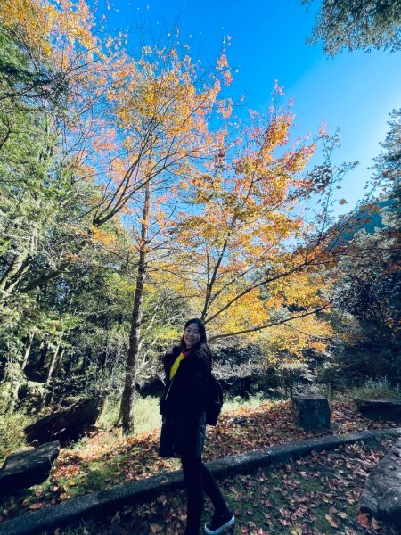 20241230 大雪山神木步道2745392