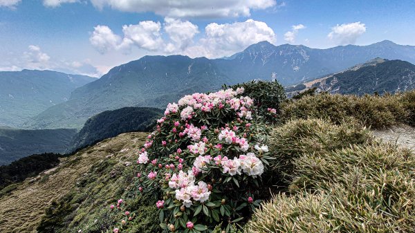 2021/4/12~13 合歡西峰+小奇萊玉山杜鵑1349517