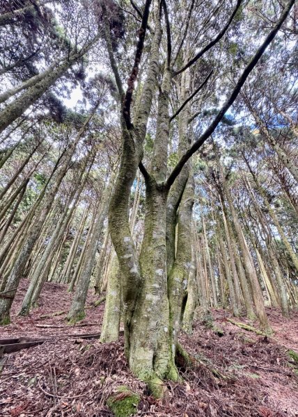 觀霧-檜山巨木群步道2925498