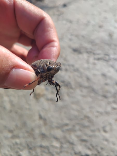 唐子恩山 廢棄油礦2919024