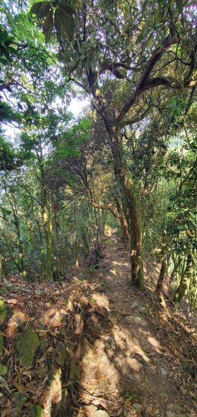 2023-11-25溪頭鳳凰山步道2360979