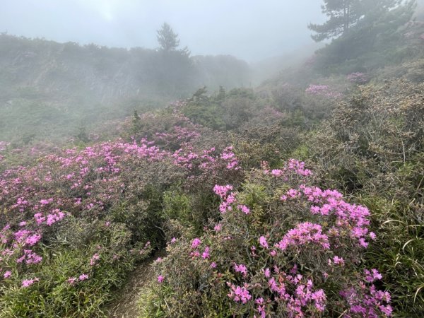 1130518｜0620合歡北峰杜鵑花2505920