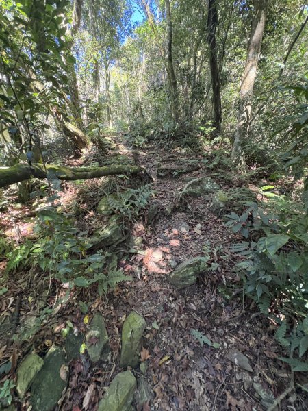 20251116鳴海山、網子山登山步道2938359