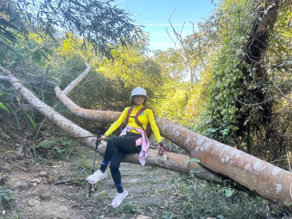 苗栗出磺坑古道、銅纙坑菊2951536