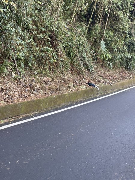 20251225塔山步道(大塔山)2970215