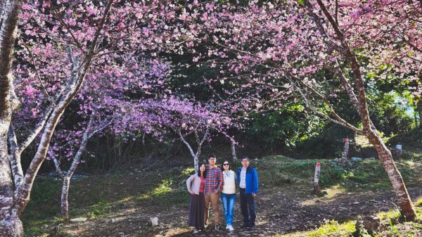 【台灣健行】春艷 • 寶山二集團2698537