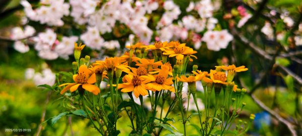 追花是簡單的快樂，賞花是恬淡的幸褔 2/252720097