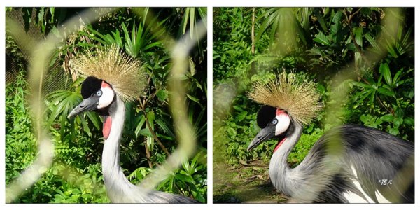 台北市動物園之旅1498040