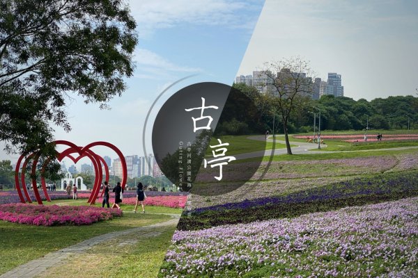 台北｜古亭河濱公園花海｜撰風旅食1654589