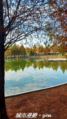 【南投名間】欣美創意園區~落羽松2968337