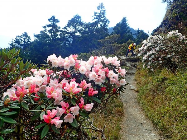 小奇萊賞杜鵑   2019/04/10563969