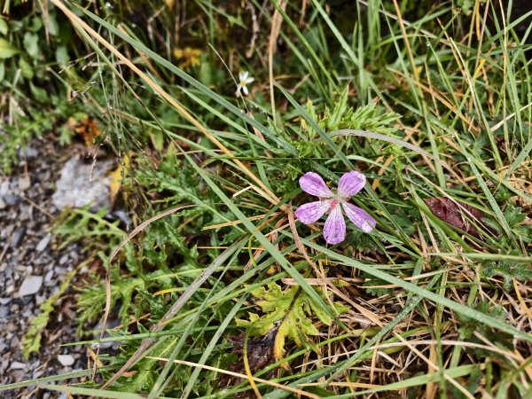 北一段(14/14)高山植物 2025_0906~132887654