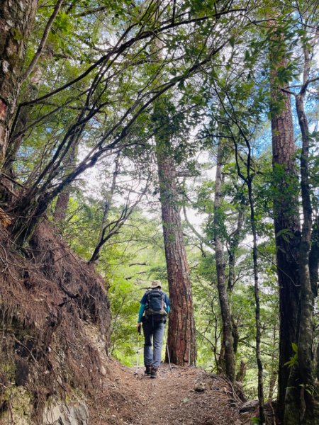 1140824司馬庫斯觀霸步道-賞楓步道2871108