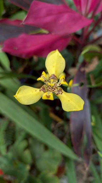 114.04.12一線天-長壽嶺-外南勢角山2760474