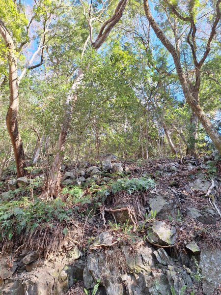 泰安麻必浩林道南坑山O型202502282724656