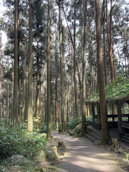 溪頭景觀步道2468828