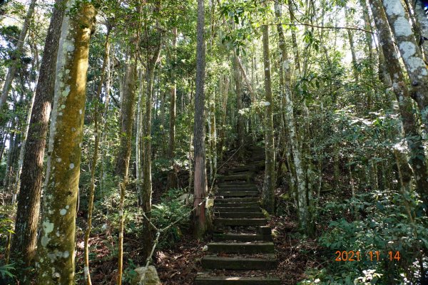 臺中 和平 橫嶺山自然步道、橫嶺山1514961