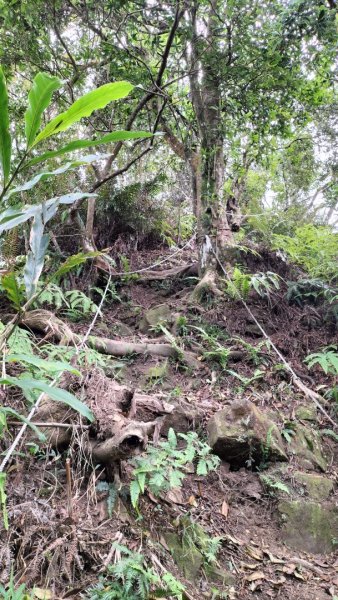 青潭竹林路2巷…青潭尖…新烏路…竹林路2479725