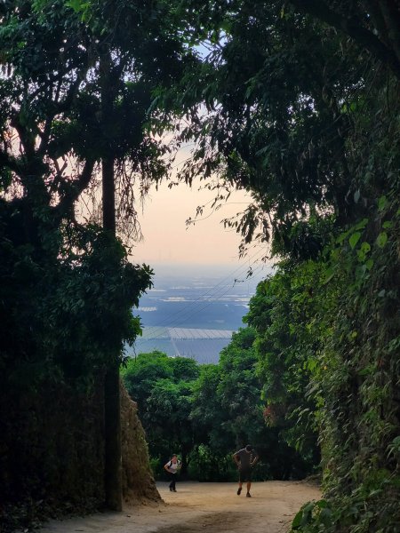 高雄大崗山步道1005905