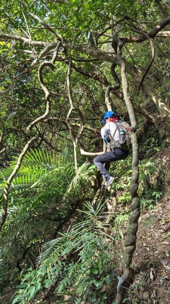 東勢大崙、東勢坑山、觀音湖山O走2986332
