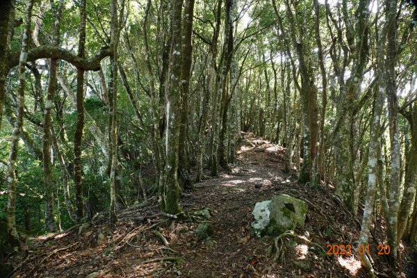 苗栗 南庄 鹿山、鹿坑山2001858