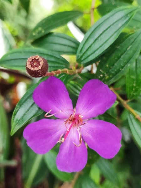 新店到貓空10K（台北天際線1部份路段）2993615