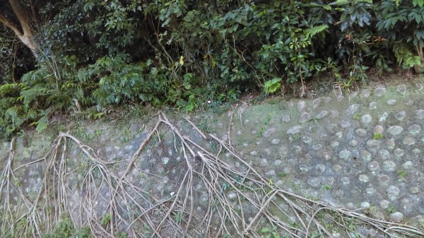 【臺北親山拓印趣】天母古道、中山北路853851