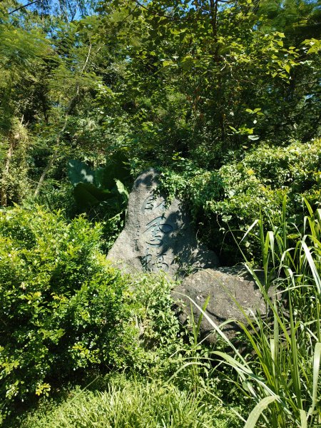 松柏嶺O形2908135