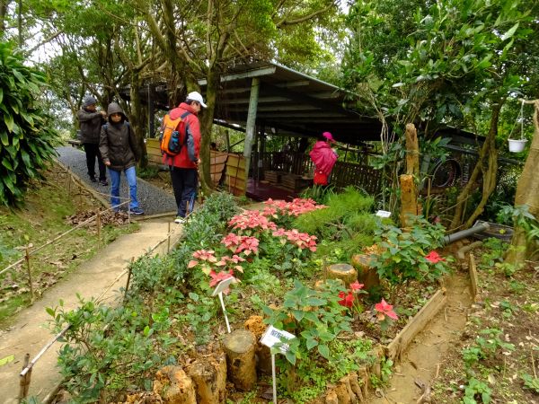 白鷺鷥山與大湖公園落羽松步道235834