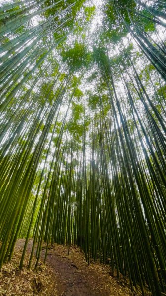 霞喀羅古道-養老進-白石駐在所折返2677492