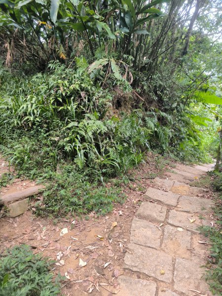 20240923微笑山線：【天上山系】烘爐地土地公段2892436