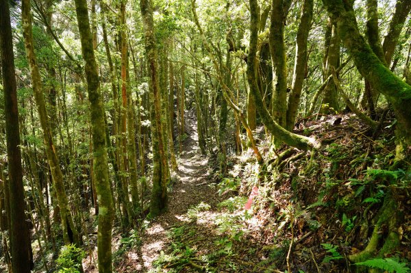 新竹 尖石 大混山、牛欄坑山、李崠山3058574