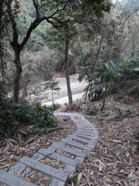 雲林林內龍過脈森林步道20190323550602