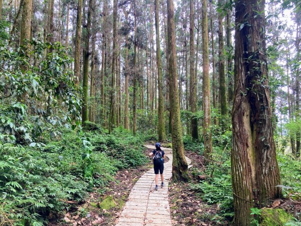 阿里山頂湖步道2625734