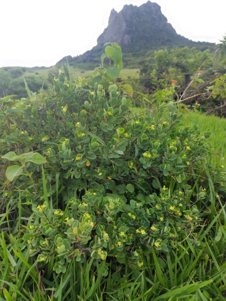 大尖山連走龜呵吠山+鯨魚谷3100375