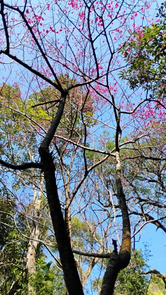 年前練練腳台北西湖近郊13連峰O型2999220