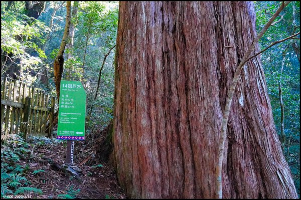 全台最大的紅檜森林 ~ 拉拉山巨木群885599