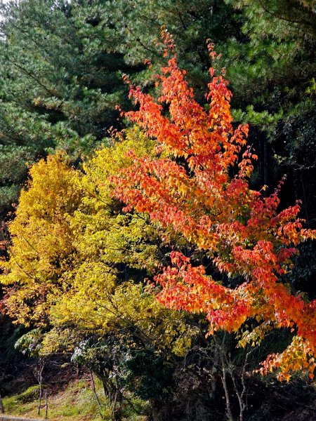 小雪山天池步道2962661