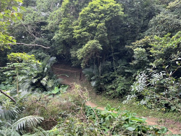 [微笑山線_第一段] 2025_0720 大棟山系_青龍嶺2843468