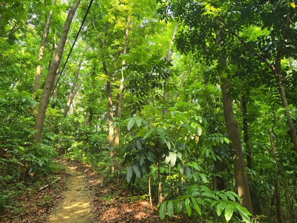 2025-04-21 茶頂山桃花心木步道2767816