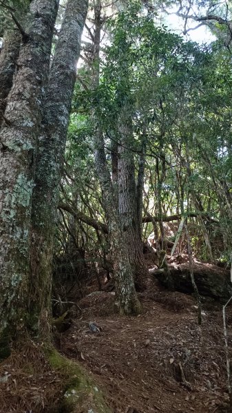 小百岳：卡拉寶山1814811