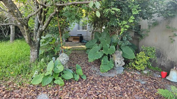 20251002竹子湖三-七窟餐廳-六窟溫泉-廢棄餐廳石佛(消失)-大石閣(騎車爬山)2900645