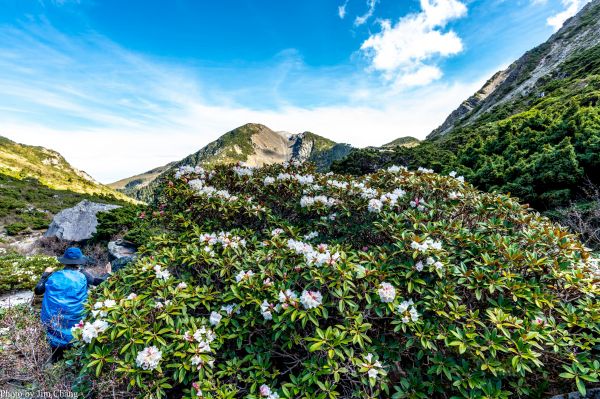 南湖大山賞花行336947