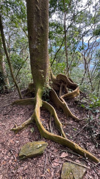 六龜警備道/茂林段/網子山～鳴海山2708196