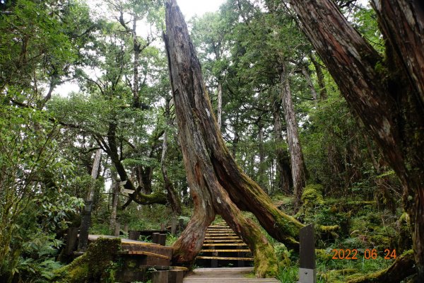 宜蘭 大同 太平山森林遊樂區 檜木原始林步道1743686