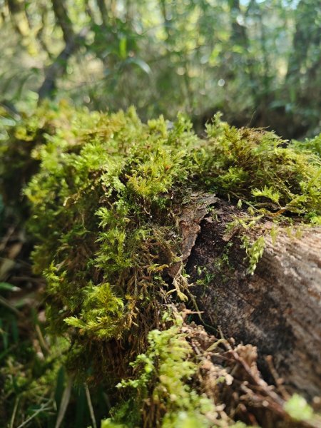 特富野古道>東水西峰>東水山>玉兒山>特富野古道（逆O)2743788